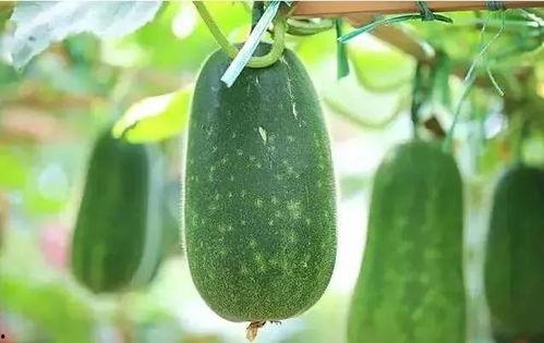 吃瓜文是什么,吃瓜文背后的真相与内幕